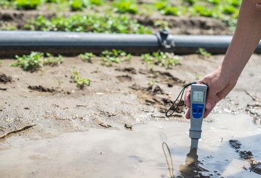 Woman mesures irrigation water with digital PH meter in water puddle. Lettuce plants and pipes.