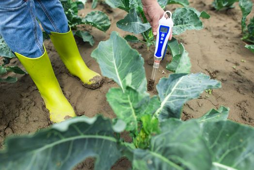 Woman use digital soil meter in the soil. Cabbage plants. Sunny day. Plant care in agriculture concept.