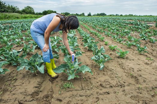 Woman use digital soil meter in the soil. Cabbage plants. Sunny day. Plant care in agriculture concept.