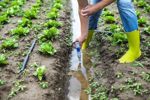 Woman mesures irrigation water with digital PH meter in watering canal. Lettuce plants.