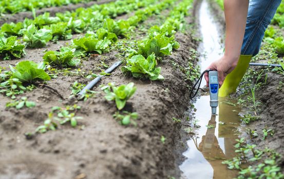 Woman mesures irrigation water with digital PH meter in watering canal. Lettuce plants.