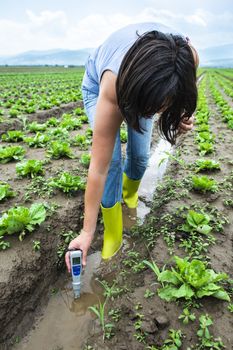 Woman mesures irrigation water with digital PH meter in watering canal. Lettuce plants.