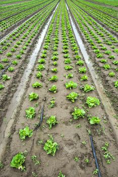 Iceberg lettuce plantation. Irrigation canals with water. Plants in rows.