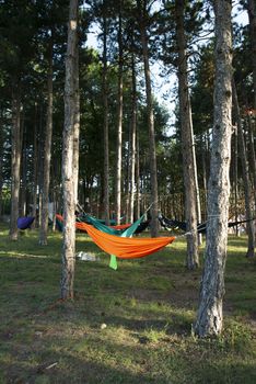 Hammocks on trees in the forest. Sunshine morning in the forest. Many hammocks. Rest outdoor concept.