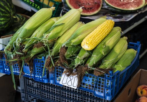 Raw corn in the market shelf. Corn covered with leaves. Organic food concept.