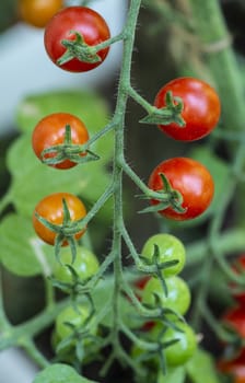 Cherry tomatoes in small organic farm. Bio vegetable concept. Home garden. Green and red tomatoes.