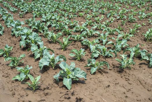 Cabbage farm on sunlight. Rows with small cabbage plants.