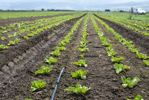 Lettuce farm on sunlight. Rows with small lettuce plants.