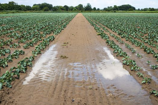 Cabbage farm on sunlight. Rows with small cabbage plants. Watering plants.