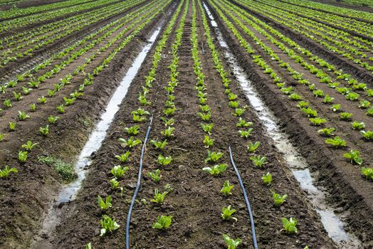 Lettuce farm on sunlight. Rows with small lettuce plants.