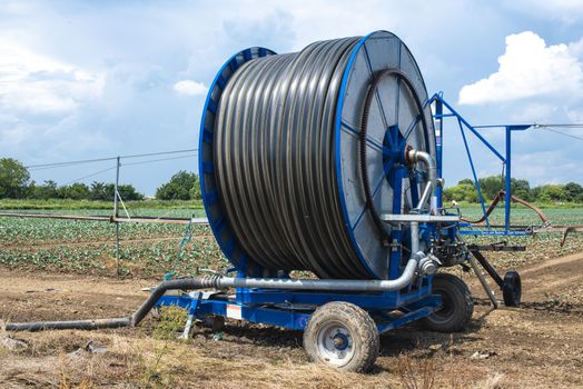 Irrigation sprinkler and rolled hose. Agriculture land with planted cabbage. Watering concept.