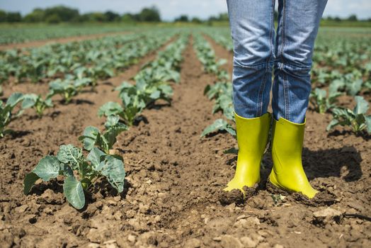 Woman with boots on cabbage plantation. Agriculture concept with farmer.