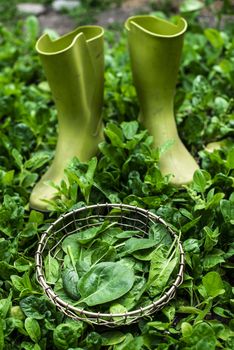 Spinach in organic farm. Bio vegetable food concept. Home garden. Green vegetable background. Soft light.