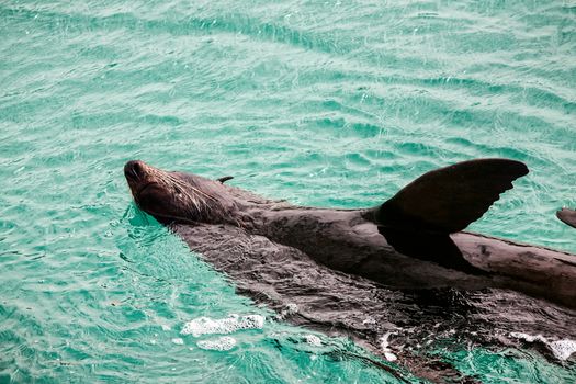 Australian fur seal basking and playing in the waters of the bay