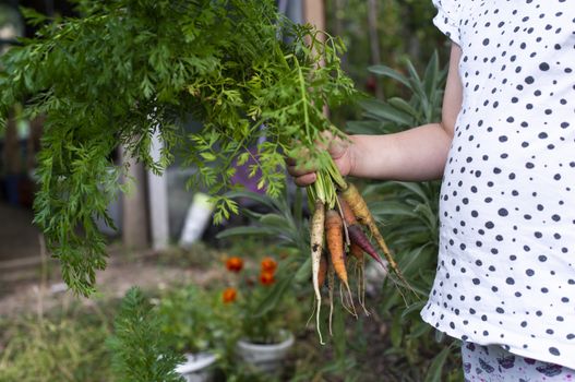 Carrots from small organic farm. Kid farmer hold multi colored carrots in a garden. Concept for bio agriculture.