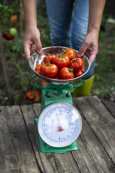 Woman puts tomatoes on scales. Home organic garden. Measure tomatoes weight in the farm.