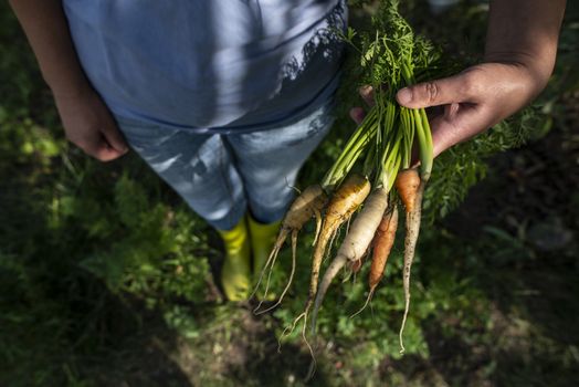 Carrots from small organic farm. Woman farmer hold multi colored carrots in a garden. Concept for bio agriculture.