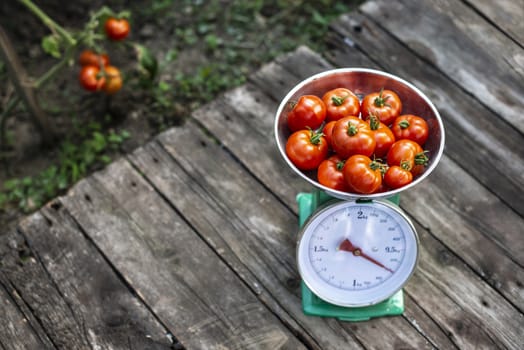 Tomatoes on scales in home organic garden. Measure tomatoes weight in the farm.