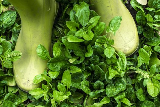 Spinach in organic farm. Bio vegetable food concept. Home garden. Green vegetable background. Soft light.