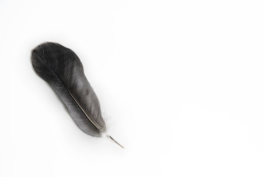 Beautiful dark grey feather  on white background