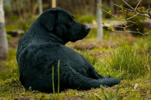 black labrador retriever on grass. big black dog labrador retriever adult purebred lab in spring summer green park on the grass, took the scent