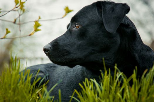 black labrador retriever on grass. big black dog labrador retriever adult purebred lab in spring summer green park on the grass, took the scent