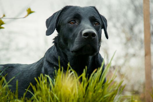 black labrador retriever on grass. big black dog labrador retriever adult purebred lab in spring summer green park on the grass, took the scent