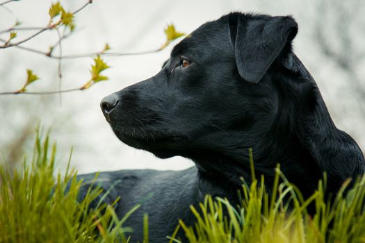 black labrador retriever on grass. big black dog labrador retriever adult purebred lab in spring summer green park on the grass, took the scent