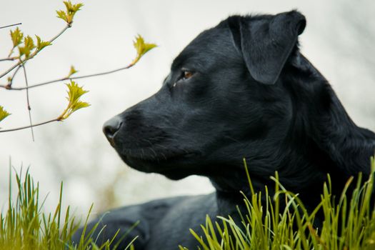 black labrador retriever on grass. big black dog labrador retriever adult purebred lab in spring summer green park on the grass, took the scent