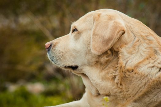 A beautiful sleeping golden Labrador retriever on green grass outdoor in summer