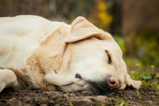 A beautiful sleeping golden Labrador retriever on green grass outdoor in summer