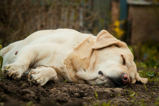 A beautiful sleeping golden Labrador retriever on green grass outdoor in summer