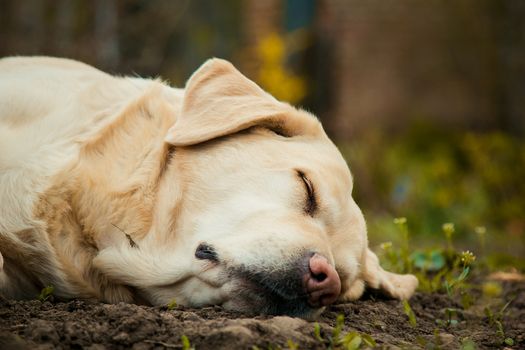 A beautiful sleeping golden Labrador retriever on green grass outdoor in summer