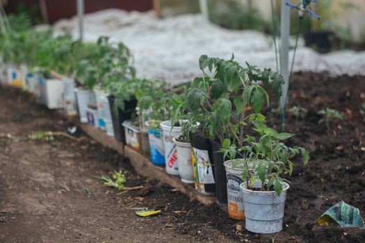 Home greenhouse with vegetable beds and shelves with seedlings. organically grown vegetables. row of young seedlings in a greenhouse in glasses on the ground close-up