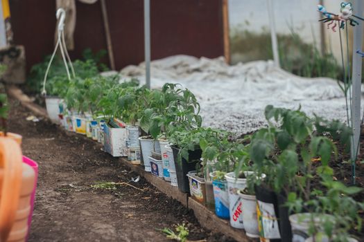 Home greenhouse with vegetable beds and shelves with seedlings. organically grown vegetables. row of young seedlings in a greenhouse in glasses on the ground close-up