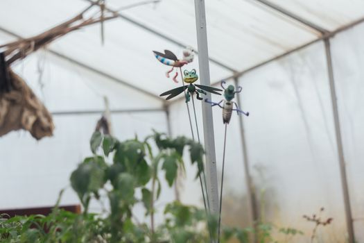 Home greenhouse with vegetable beds and shelves with seedlings. organically grown vegetables. row of young seedlings in a greenhouse in glasses on the ground close-up