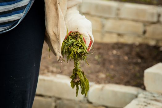 gardening and people concept - happy senior woman watering lawn by garden hose with sprayer at autumn