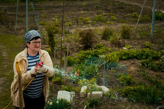 gardening and people concept - happy senior woman watering lawn by garden hose with sprayer at autumn