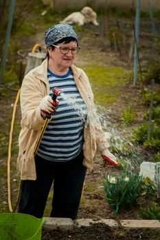 gardening and people concept - happy senior woman watering lawn by garden hose with sprayer at autumn