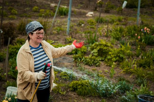 gardening and people concept - happy senior woman watering lawn by garden hose with sprayer at autumn