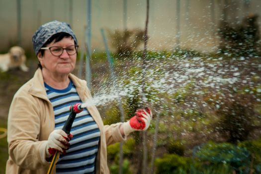 gardening and people concept - happy senior woman watering lawn by garden hose with sprayer at autumn