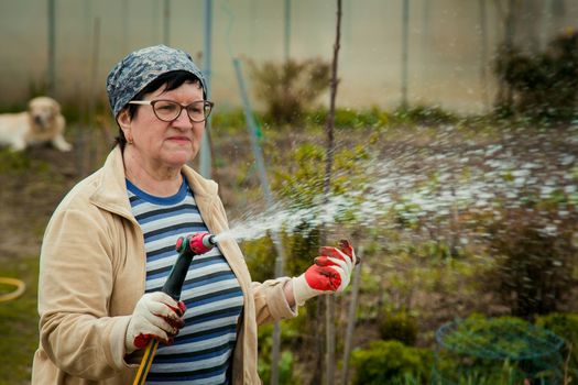 gardening and people concept - happy senior woman watering lawn by garden hose with sprayer at autumn