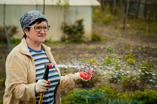 gardening and people concept - happy senior woman watering lawn by garden hose with sprayer at autumn