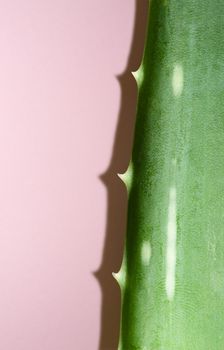 Aloe vera leaf on pink background. Health and beauty concept. Closeup aloe piece with thorns and hard shadow.