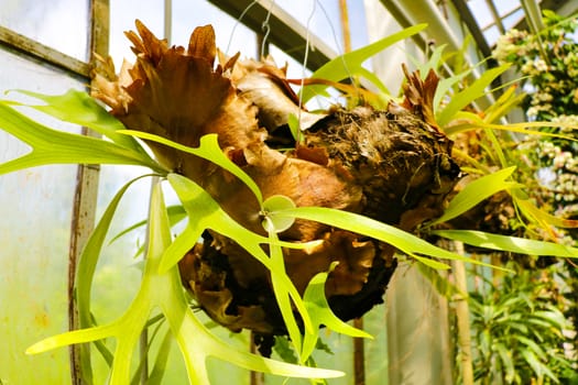 Chlorophytum comosum or spider plant. Close up of leaves