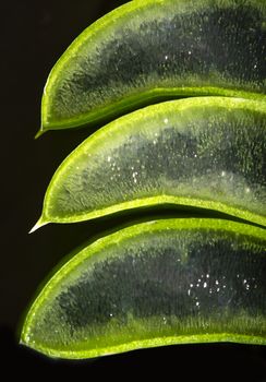 Aloe vera slices stacked on dark board. Gel inside aloe leaf. Health and beauty concept. Closeup aloe cut leaf on backlight.