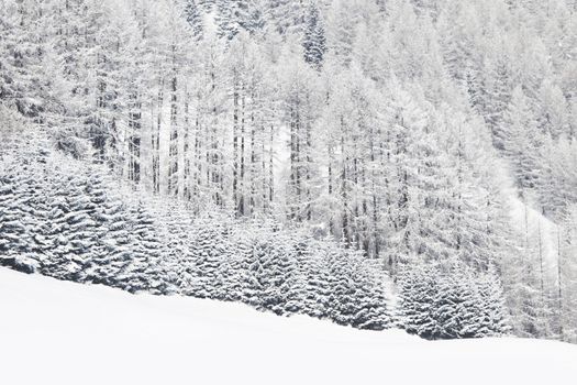 Winter landscape with mountain forest of snow covered trees