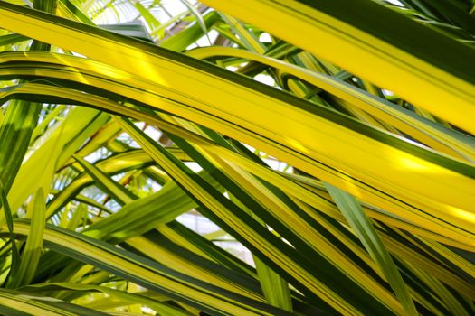 Close up of the fresh leaves of the chlorophytum