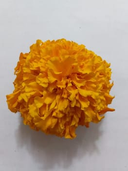 an orange flower