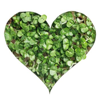 Sprout green plants growing a heart shape isolated on white background